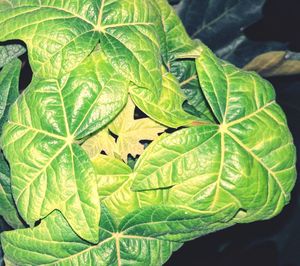 Close-up of fresh green leaf