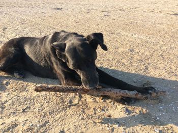 Dog on sand