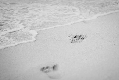 High angle view of lizard on sand at beach