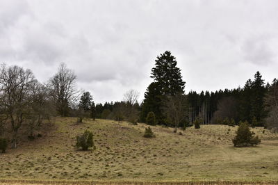 Trees on field against sky