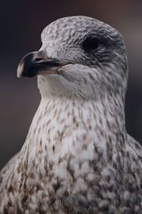 Close-up of owl