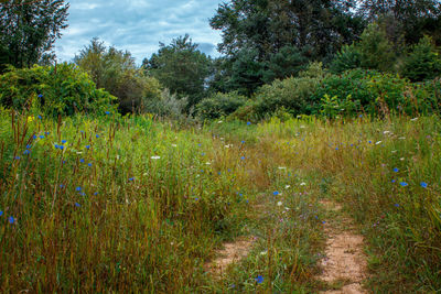 Scenic view of forest