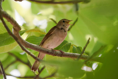 Bird perching on a branch