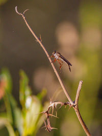 Close-up of insect on plant