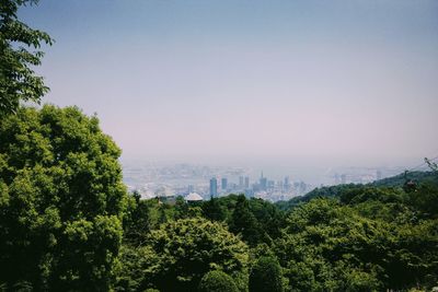 Trees and plants growing in city against clear sky