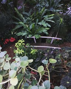 Plants growing in greenhouse