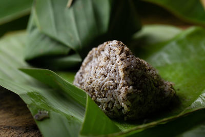 Close-up of leaf on plant