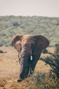 Elephant standing on field