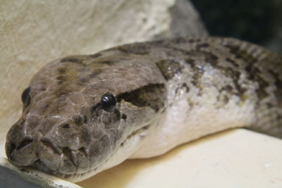 Close-up of lizard