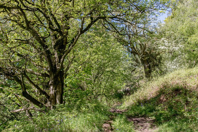 Trees in forest