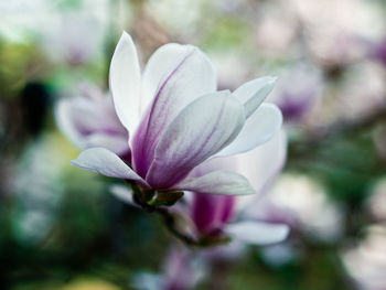 Close-up of pink flowering plant