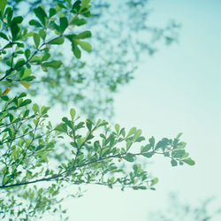 Low angle view of leaves