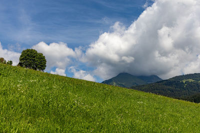 Scenic view of grassy field against sky