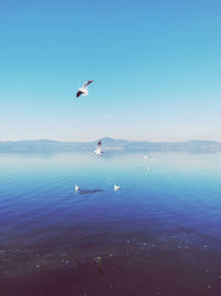 Seagulls flying over sea against sky