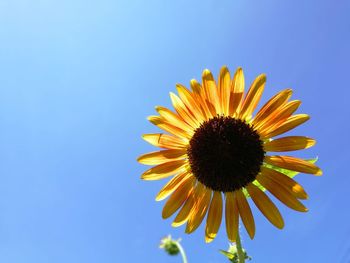 Close-up of sunflower against sky