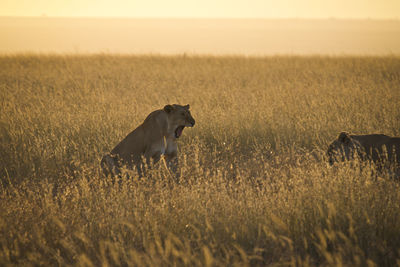 Side view of lioness on grassy field during sunset