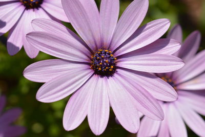 Close-up of purple flower blooming outdoors