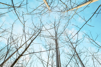 Low angle view of bare tree against sky