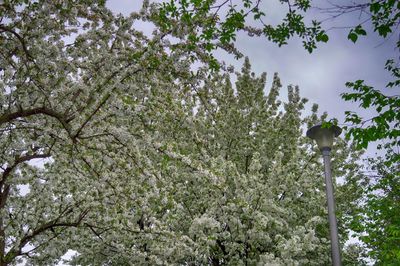 Low angle view of fresh flower tree against sky