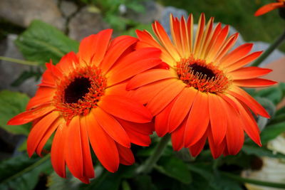 Close-up of orange flower in park