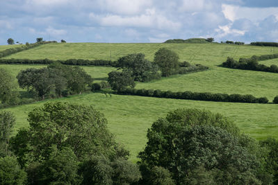 English countryside of green fields and sky