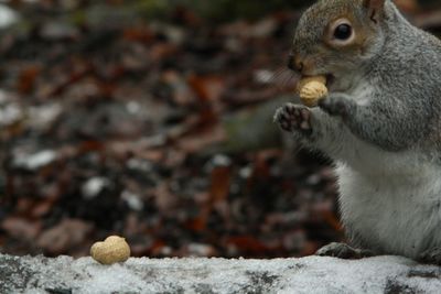 Close-up of squirrel eating food