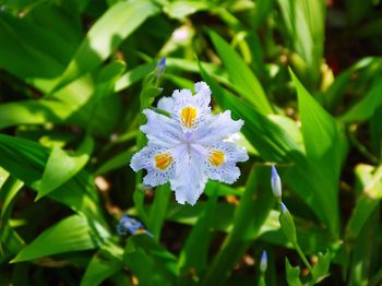 Close-up of flowers