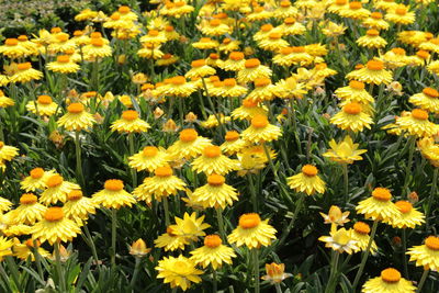 Close-up of yellow flowers blooming in field