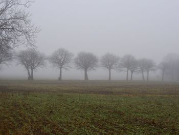 Trees on farm against sky