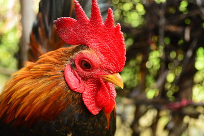 Close-up of rooster