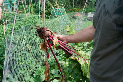 Man working on plants