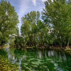 Scenic view of lake against trees in forest