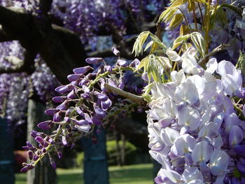 Close-up of purple flowering plants in park