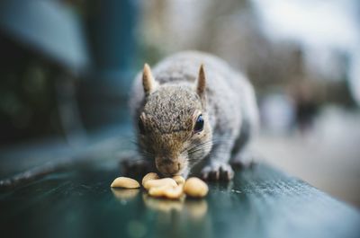 Close-up of squirrel eating food on bench
