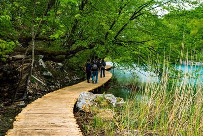 People walking on footpath amidst trees in forest