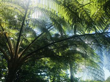 Low angle view of palm trees against sky