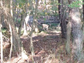 Trees on field in forest