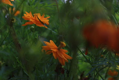 Close-up of orange flowering plant