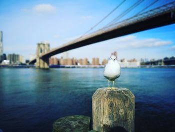 Seagull perching on wooden post in river against sky