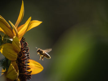 Close-up of bee buzzing by flower