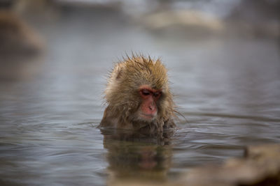 Monkey in hot spring