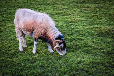 Sheep on grassy field