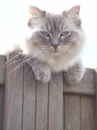 Close-up portrait of a cat