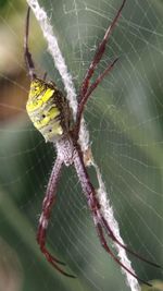 Close-up of spider on web