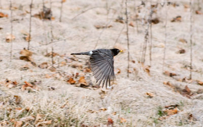 Bird flying in a sunlight