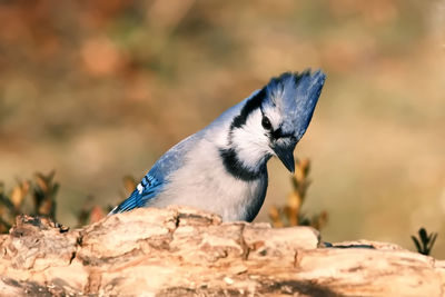 Close-up of bird perching on rock