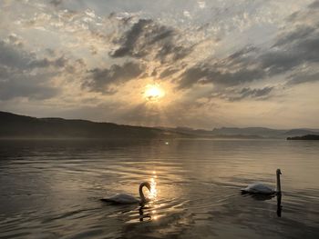 Ducks swimming in sea during sunset