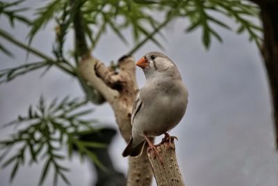 Low angle view of bird perching on tree