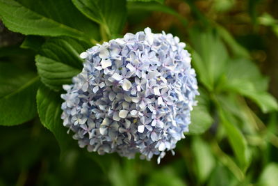 Close-up of purple hydrangea flower
