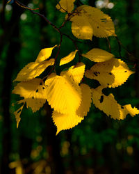 Close-up of yellow flowering plant